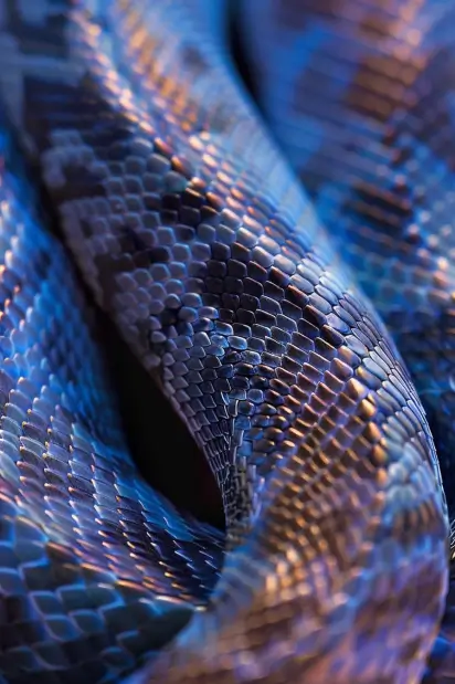 10 Snake Skin Spiritual Meanings