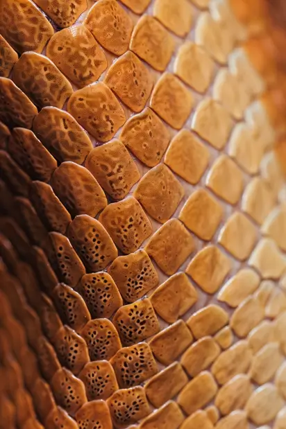spiritual meaning of snake skin